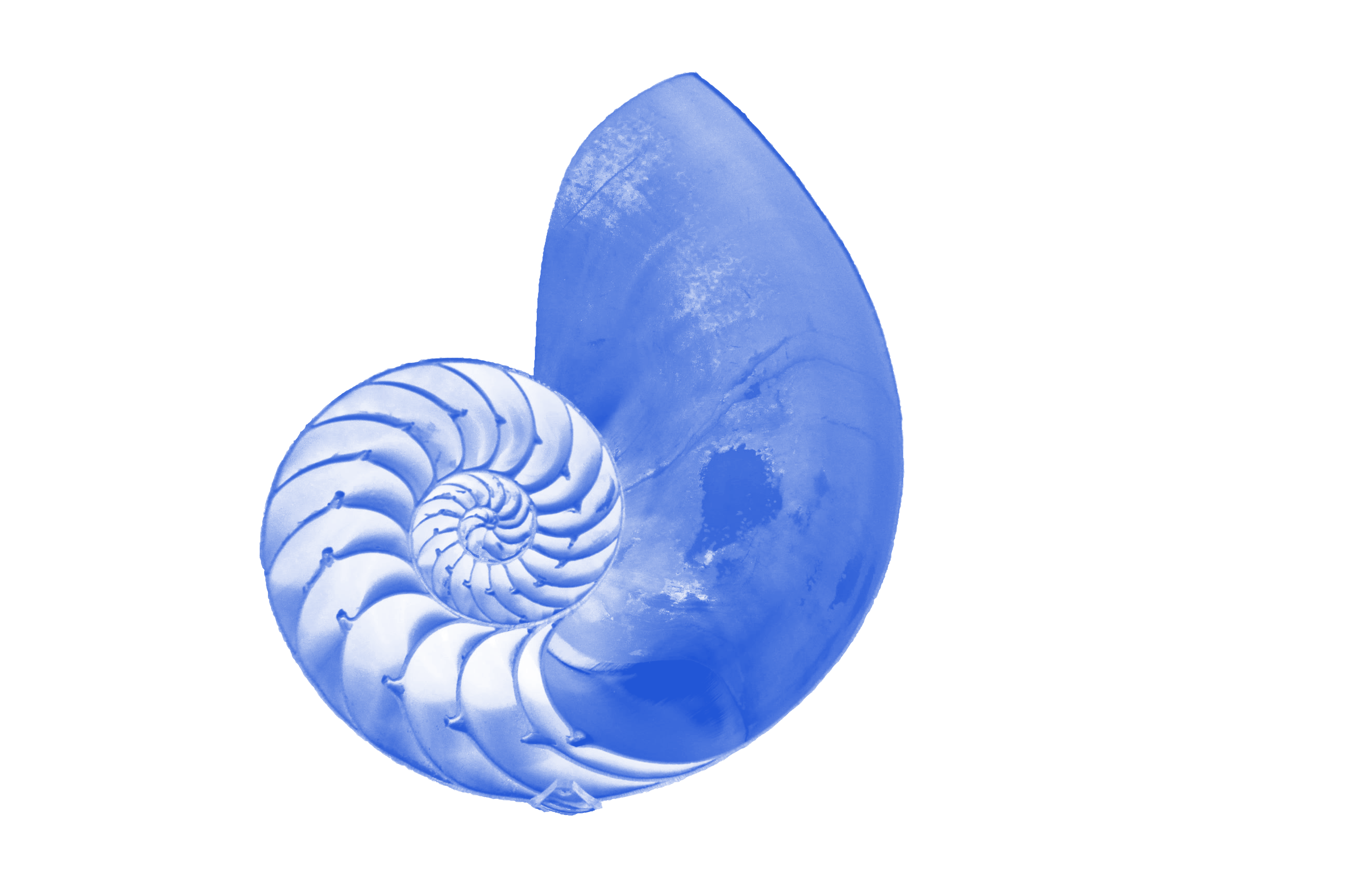 A nautilus shell cut in half, printed in blue: each chamber is built from the last